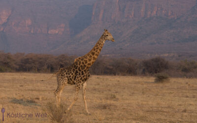 Südafrika – Safari für Einsteiger im Entabeni Game Reserve (Südliches Afrika Teil 1)