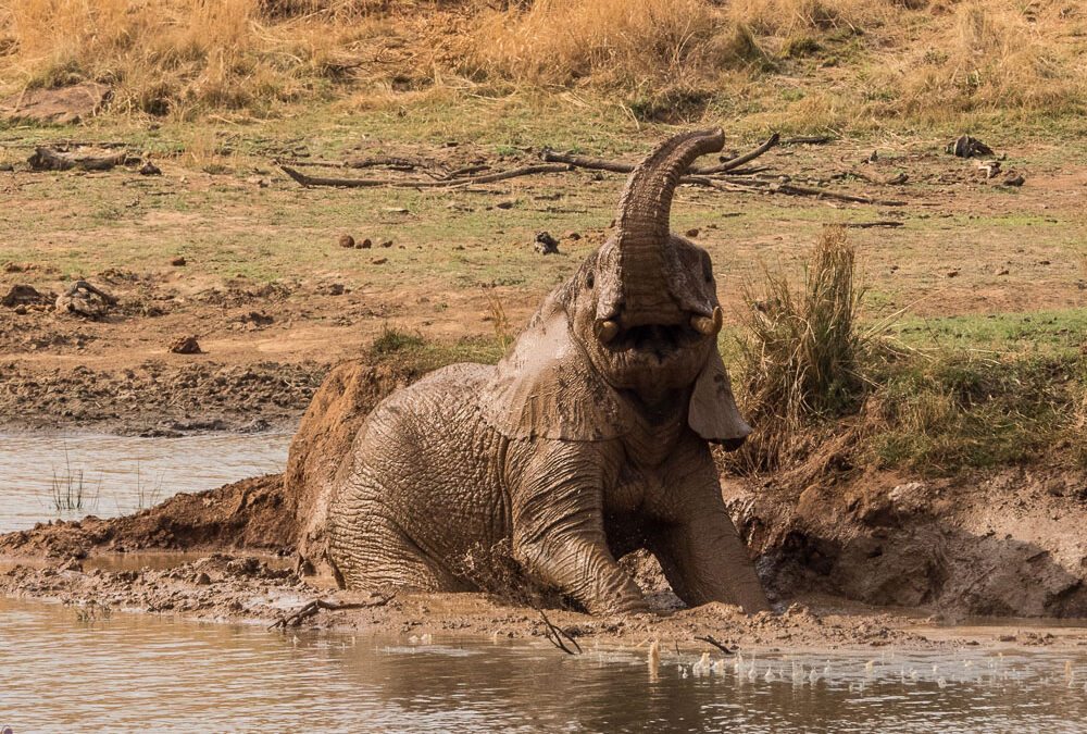 Black Rhino Game Reserve – die kleine Perle des Pilanesberg National Park (Südliches Afrika Teil 5)