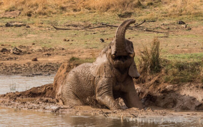 Black Rhino Game Reserve – die kleine Perle des Pilanesberg National Park (Südliches Afrika Teil 5)